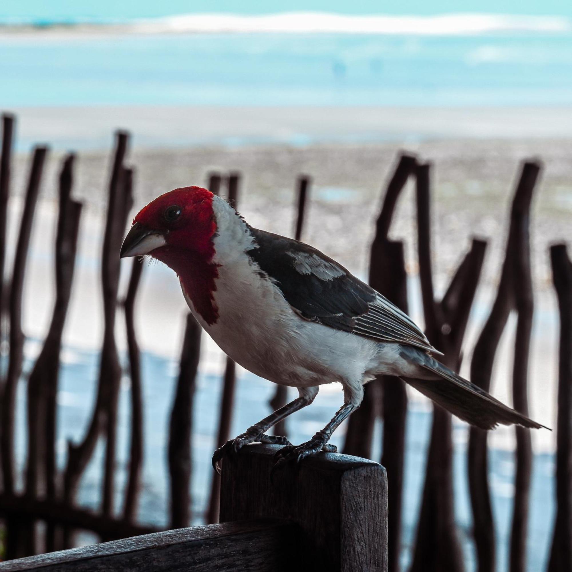 Pousada Ponta Da Pedra Jijoca de Jericoacoara Εξωτερικό φωτογραφία